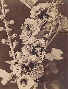 Double Alcea Rosea Flower Still Life Study Photo 1880