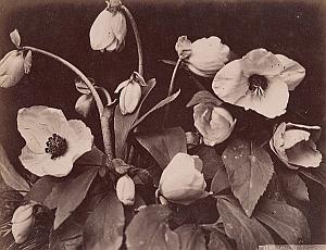 Helleborus Niger Flower Still Life Study Old Photo 1880