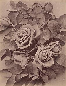 Rose Marechal Niel Flower Still Life Study Photo 1880