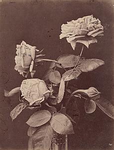 Rose Gloire de Dijon Flower Still Life Study Photo 1880