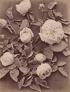Rose Malmaison Flower Still Life Study Old Photo 1880
