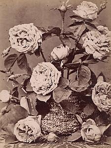 Rose Cambaceres Flower Still Life Study Old Photo 1880