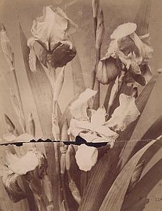 Iris Flower Still Life Study France Old Photo 1880