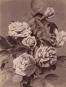 Rose Baronne Rotschild Flower Still Life old Photo 1880
