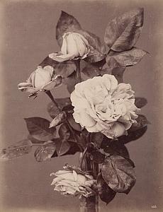 Rose Paul Neron Flower Still Life Study Old Photo 1880
