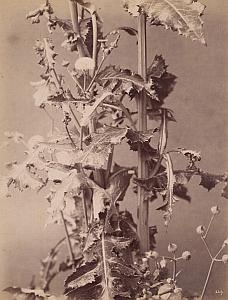 Chardon d'Asie Thistle Flower Still Life old Photo 1880