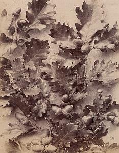 Chene Glands Oak Acorn Still Life Study Old Photo 1880