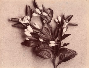 Orange Flower Citrus Still Life Study France Photo 1880