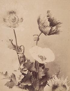 Pavot Double Flower Papaver Still Life Study Photo 1880