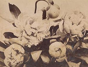 Pivoines Peony Flower Still Life Study Old Photo 1880