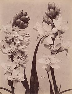 Polianthes Tuberosa Flower Still Life Study Photo 1880