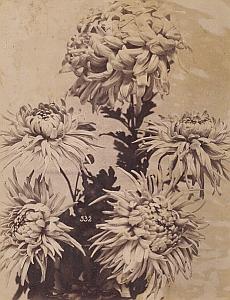 Chrysanthemum Flower Still Life Study Old Photo 1880