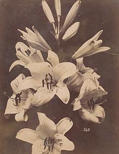 Lys Liliaceae Flower Still Life Study Old Photo 1880
