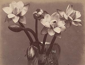 Nymphaeaceae Water Lily Flower Still Life Photo 1880