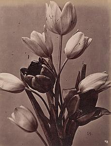 Tulipes Tulips Flower Still Life Study Old Photo 1880
