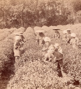 Picking Uji Tea near Kyoto Japan old Stereo Photo 1895