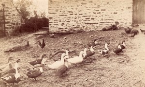 Duck family & Chicken Farm Study France old Photo 1870