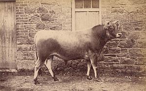 Cow Catle Study on Jersey Island Farm old Photo 1880