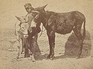 Nice Study of Boy with Donkeys France old Photo ca 1865