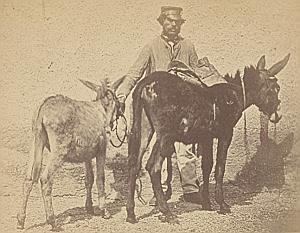 Nice Study of Man with Donkeys France old Photo ca 1865