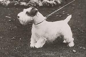 England London Dog Exhibition Old Photo 1930