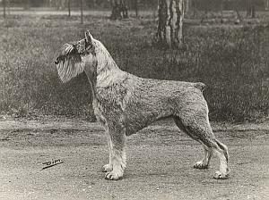 Dog Terrier Study France Old Dimont Studio Photo 1940