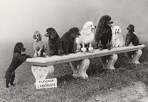 France Lamorlaye Caniche Poodle old Photomontage 1940