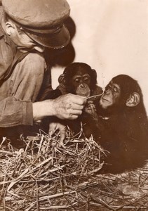 Monkeys Zoo Wildlife France Old Press Photo 1955