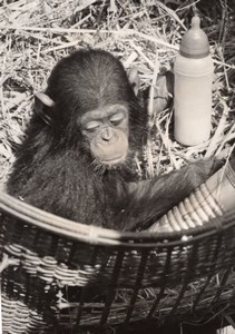 Monkey Zoo Wildlife France Old Press Photo 1955