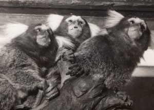 Ouistitis Monkey Zoo Wildlife France Press Photo 1955