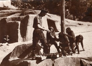 Monkeys Family Zoo Wildlife France Old Press Photo 1955