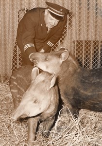 Young Tapirs Zoo Wildlife France Old Press Photo 1955