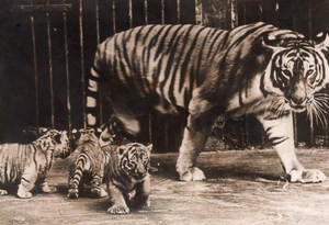 Tiger Family Zoo Wildlife Koln old Press Photo 1955