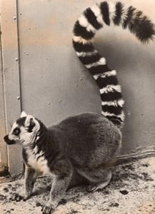 Lemurian Maki Zoo Wildlife Frankfurt Press Photo 1955