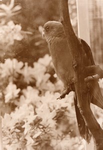 Parakeet Zoo Wildlife France Old Press Photo 1955