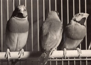 Australian Diamond Gould Birds Old Press Photo 1955