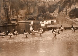 Duck Birds Winter Zoo Wildlife France Press Photo 1955