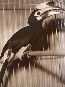 Indian Horn-bill Bird Exposition France old Photo 1955