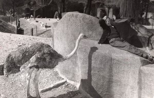 Ostrich Vincennes Zoo Wildlife France Press Photo 1955