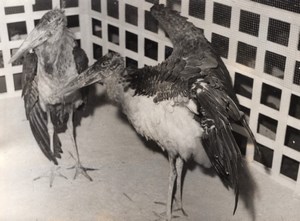 Indian Marabou Stork Exposition France Old Photo 1955