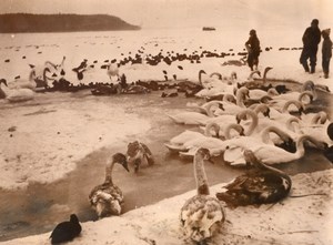 Denmark Swans Winter WildLife Old Press Photo 1955