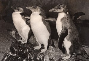 Penguins Zoo Wildlife France Old Press Photo 1955