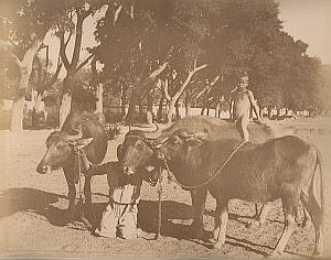 Buffalo & Nile Boat Cairo Egypt Bonfils 2 Photos 1880