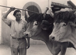 Ox Attelage Farm Worker France Old Seeberger Photo 1930