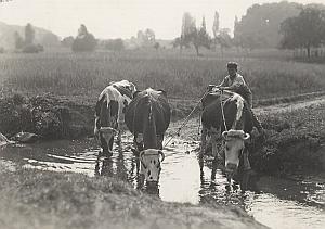 Cows Drinking Farm Worker France Seeberger Photo 1930