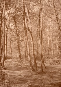 Romantic Forest scene near Paris Post War  Photo 1945