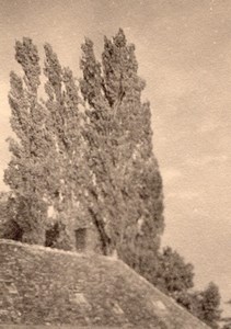 Trees House Roof near Paris Post War old Photo 1945