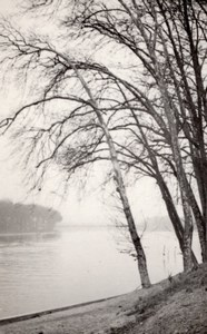 Romantic Trees Seine River Paris Post War Photo 1945