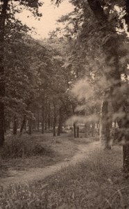 Romantic Forest scene near Paris Post War Photo 1945
