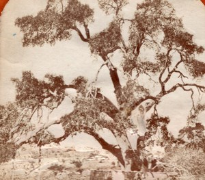 Hebron Abraham Tree Tissue Stereoview Photo 1875